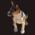 Profile picture of Lil Ranchin Rat Terriers